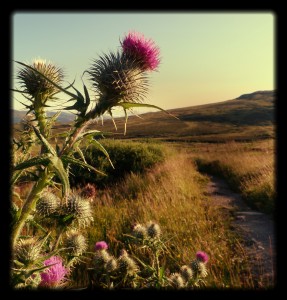 Thistle at Ben Lawers